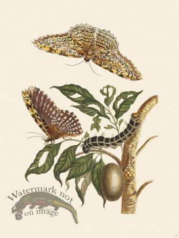 Merian Metamorphosis 20